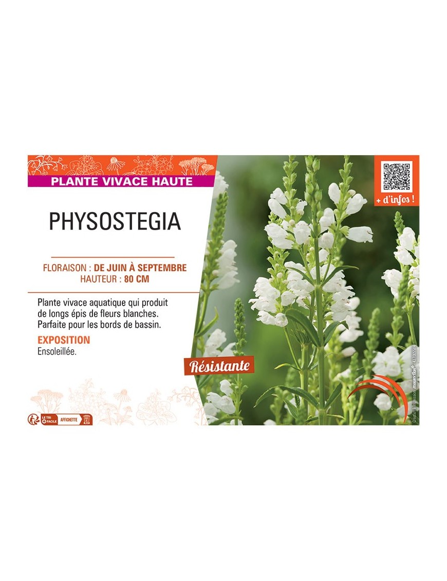 PHYSOSTEGIA (blanc)