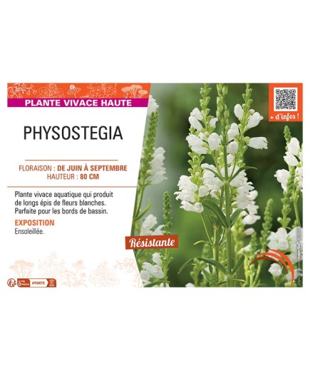 PHYSOSTEGIA (blanc)