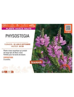 PHYSOSTEGIA (rose)