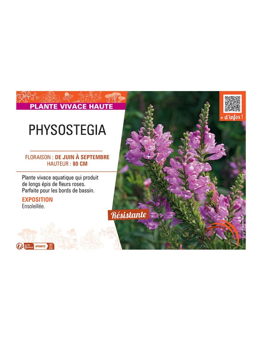 PHYSOSTEGIA (rose)