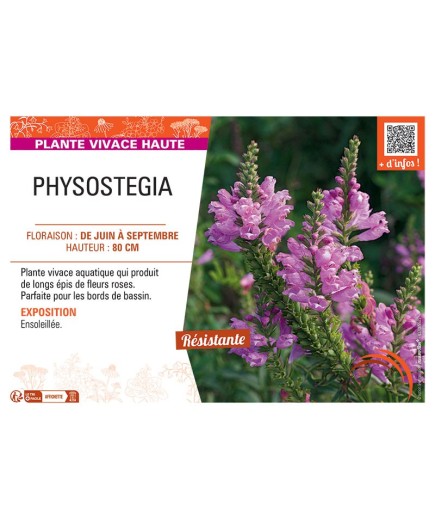 PHYSOSTEGIA (rose)