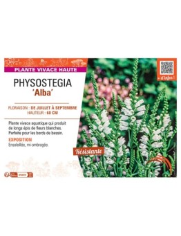 PHYSOSTEGIA ALBA