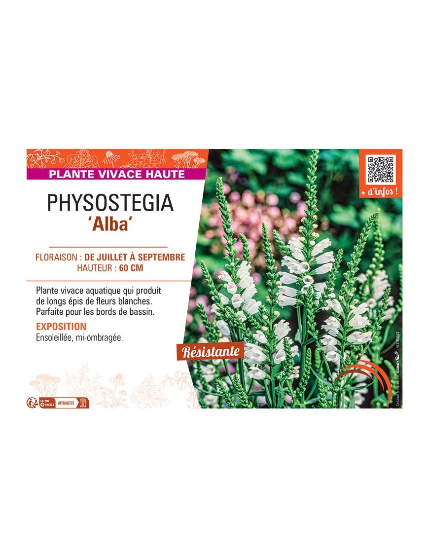 PHYSOSTEGIA ALBA