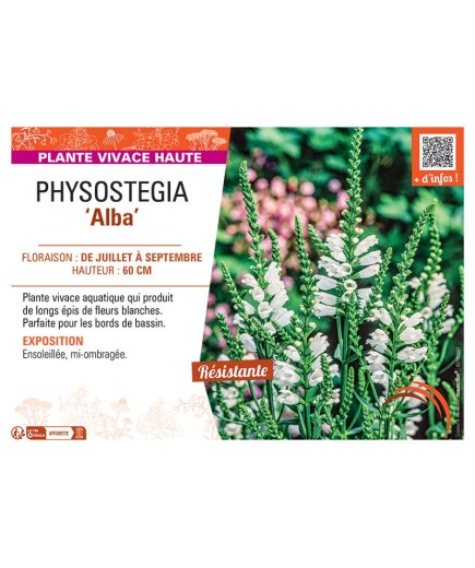 PHYSOSTEGIA ALBA