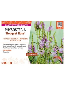 PHYSOSTEGIA BOUQUET ROSE