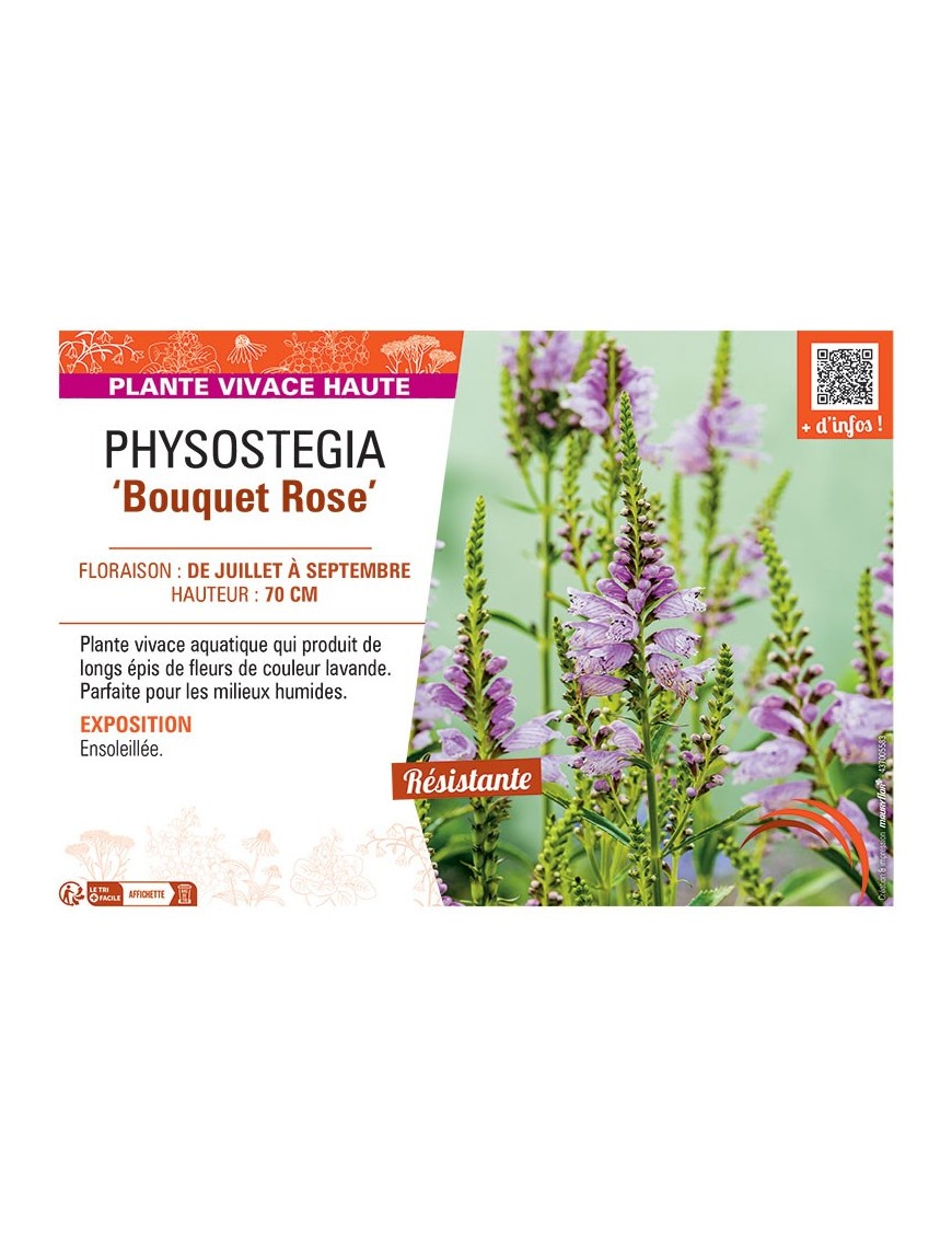 PHYSOSTEGIA BOUQUET ROSE