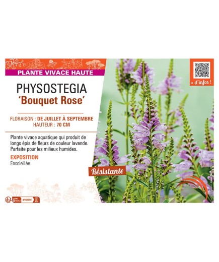 PHYSOSTEGIA BOUQUET ROSE