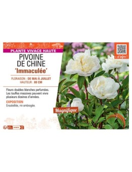 PIVOINE DE CHINE IMMACULEE