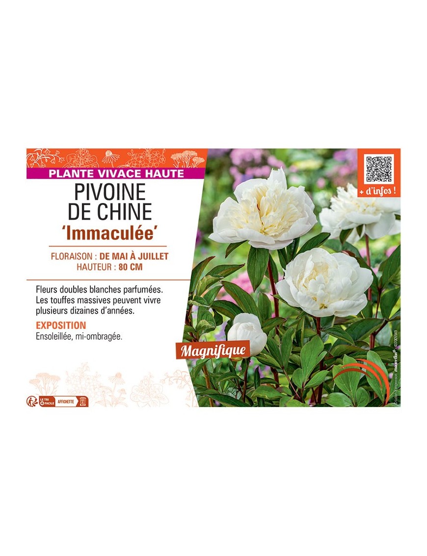 PIVOINE DE CHINE IMMACULEE