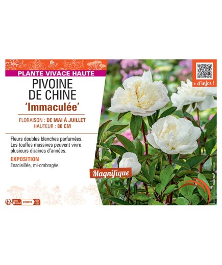 PIVOINE DE CHINE IMMACULEE