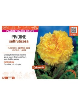 PIVOINE SUFFRUTICOSA (jaune)