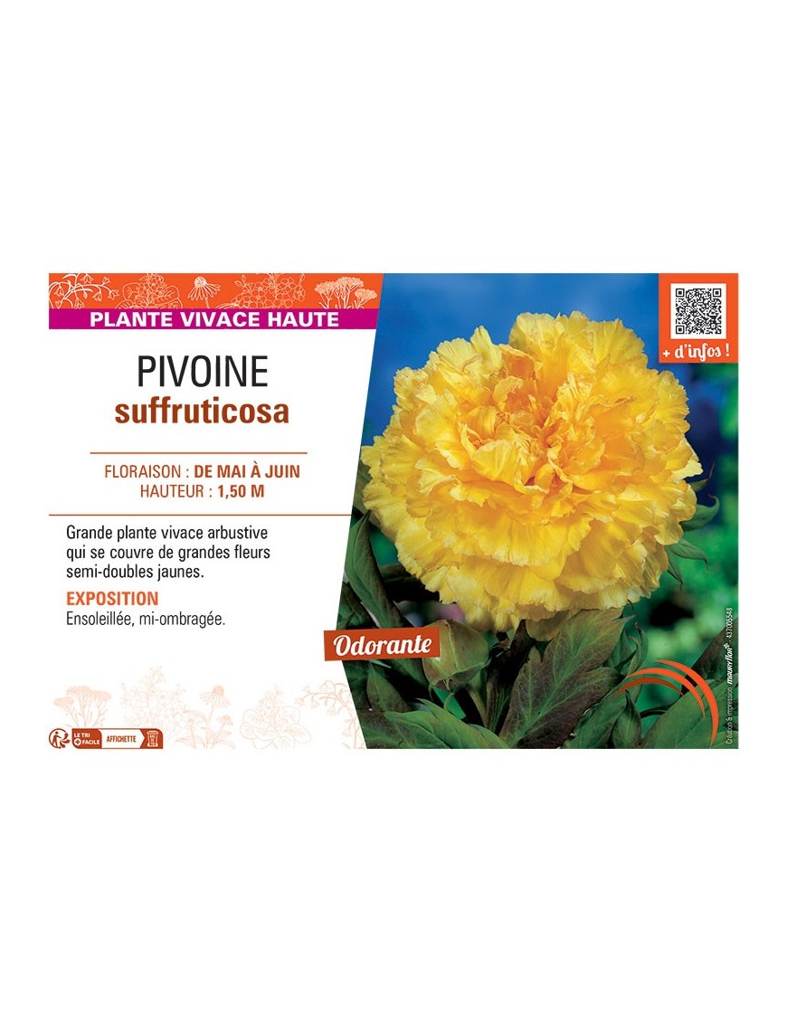 PIVOINE SUFFRUTICOSA (jaune)