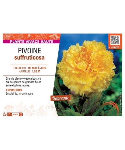 PIVOINE SUFFRUTICOSA (jaune)