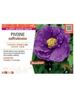 PIVOINE SUFFRUTICOSA (violet)