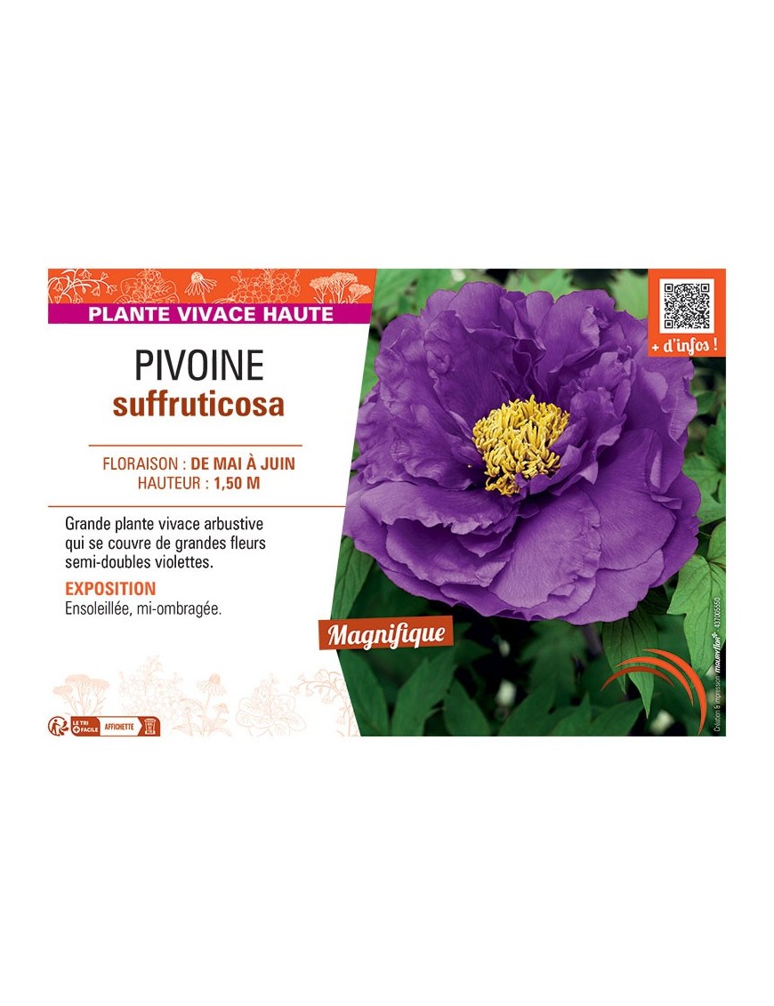 PIVOINE SUFFRUTICOSA (violet)