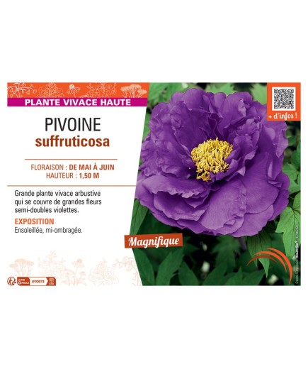 PIVOINE SUFFRUTICOSA (violet)