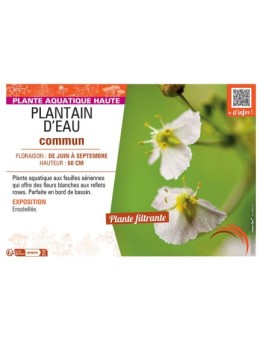 PLANTAIN D'EAU COMMUN