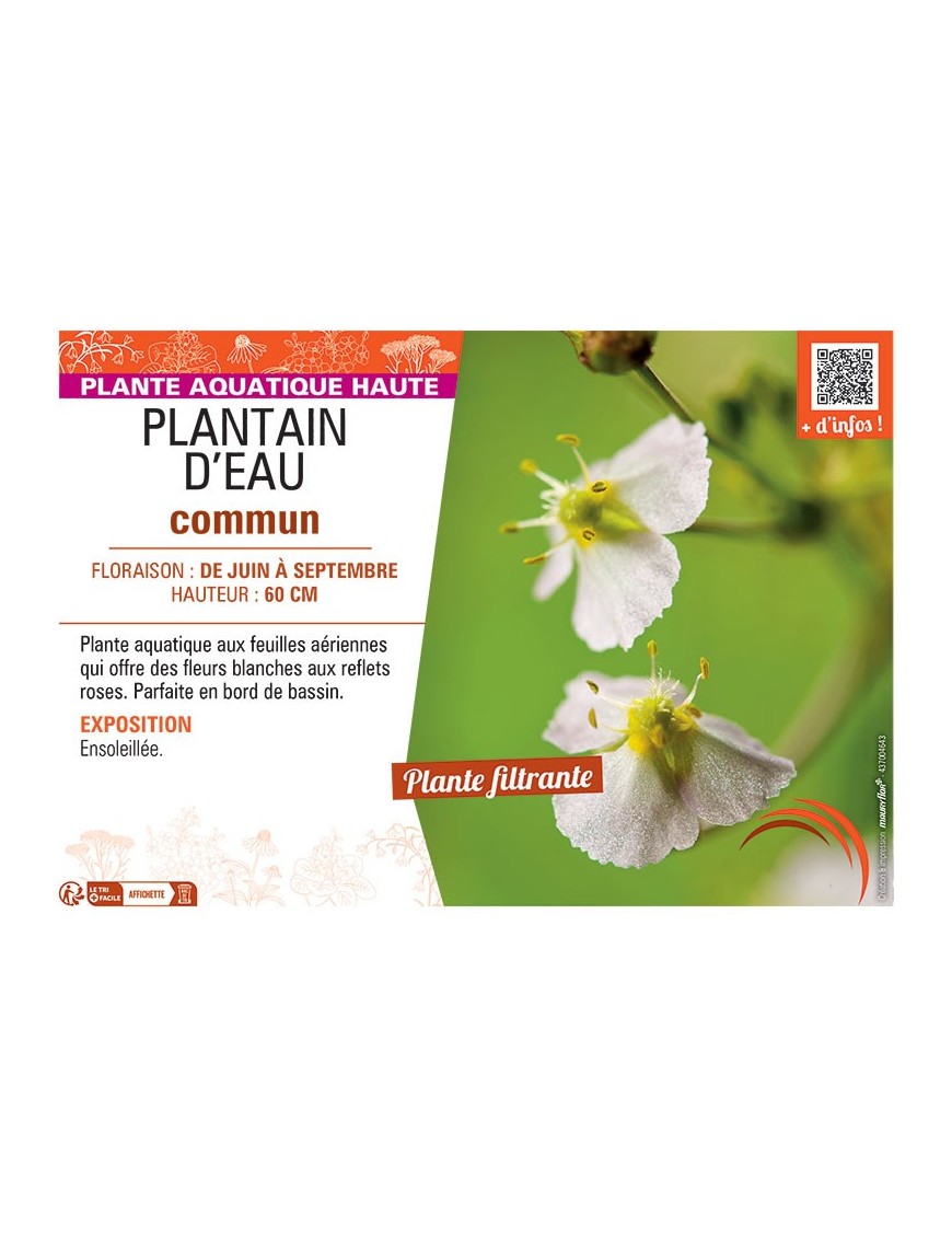 PLANTAIN D'EAU COMMUN