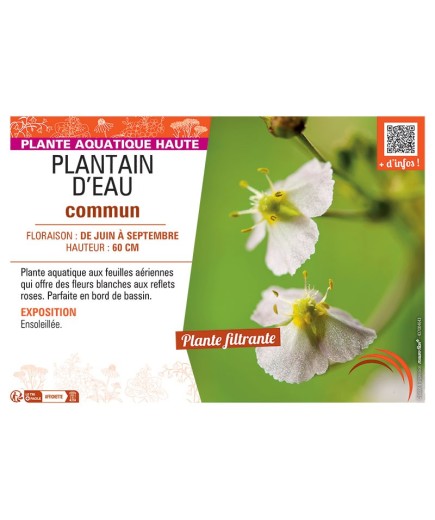 PLANTAIN D'EAU COMMUN
