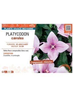 PLATYCODON CÆRULEA (rose)