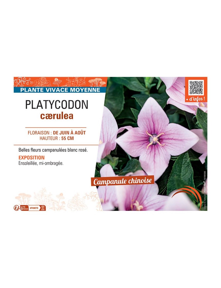PLATYCODON CÆRULEA (rose)