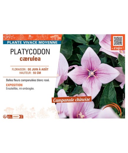 PLATYCODON CÆRULEA (rose)