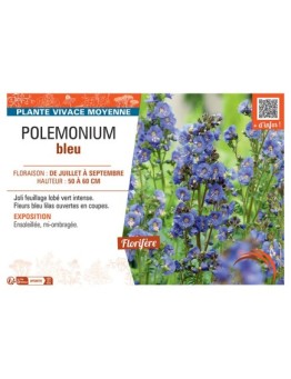 POLEMONIUM BLEU