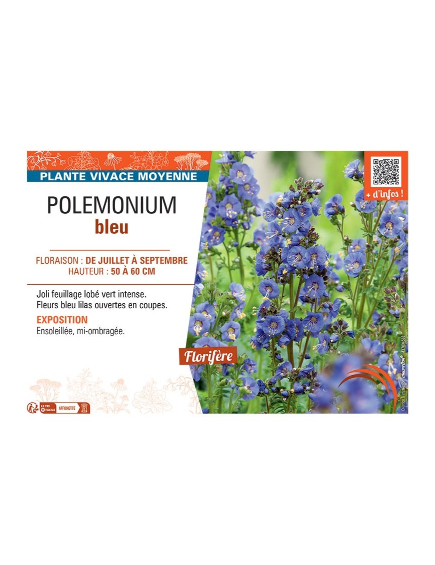 POLEMONIUM BLEU