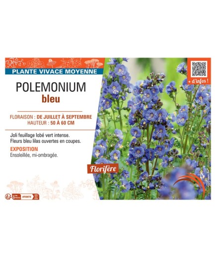 POLEMONIUM BLEU