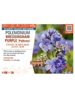 POLEMONIUM BRESSINGHAM PURPLE Polbress