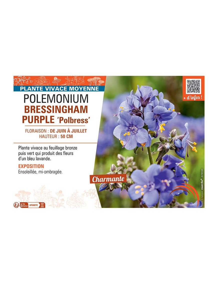 POLEMONIUM BRESSINGHAM PURPLE Polbress