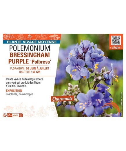 POLEMONIUM BRESSINGHAM PURPLE Polbress