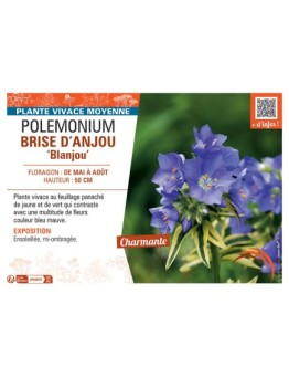 POLEMONIUM BRISE D'ANJOU Blanjou
