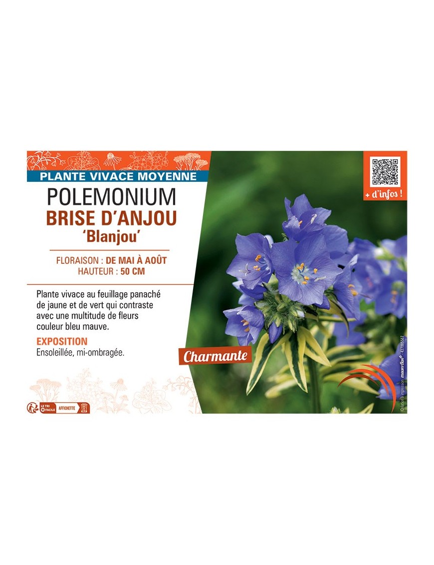 POLEMONIUM BRISE D'ANJOU Blanjou
