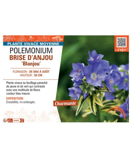 POLEMONIUM BRISE D'ANJOU Blanjou