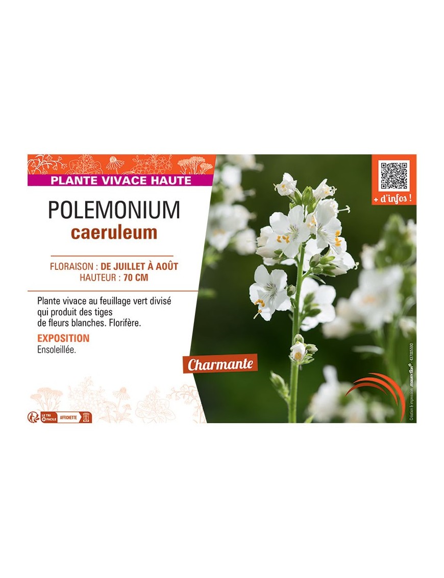 POLEMONIUM CAERULEUM (blanc)