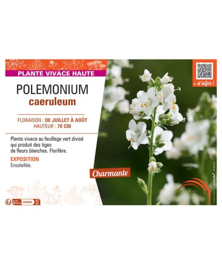 POLEMONIUM CAERULEUM (blanc)