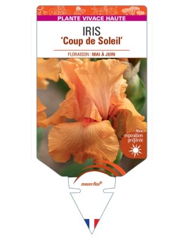 IRIS (germanica) Coup de Soleil