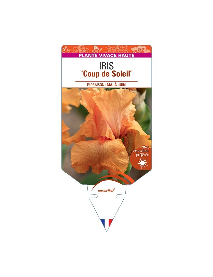 IRIS (germanica) Coup de Soleil