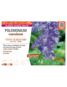 POLEMONIUM CAERULEUM (bleu)