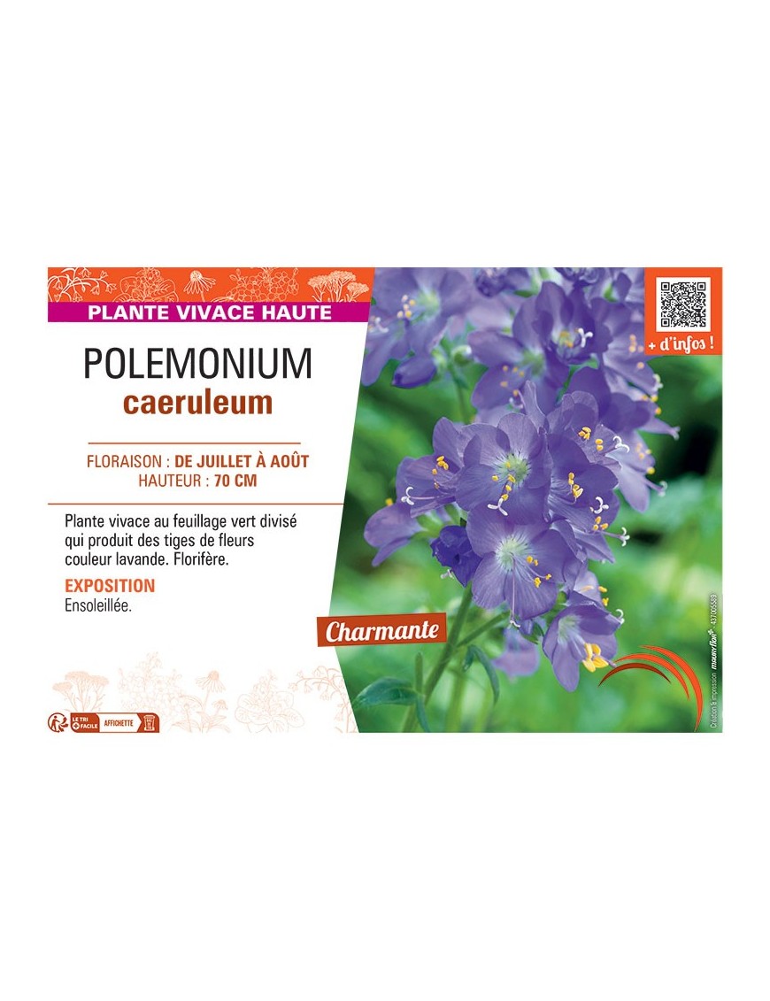 POLEMONIUM CAERULEUM (bleu)