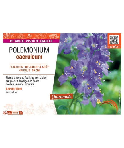 POLEMONIUM CAERULEUM (bleu)