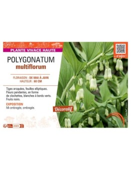 POLYGONATUM MULTIFLORUM