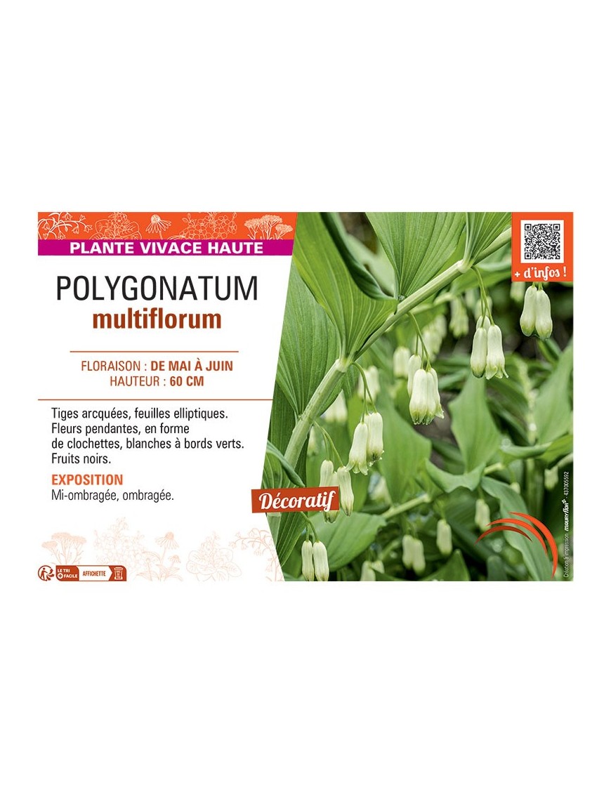 POLYGONATUM MULTIFLORUM