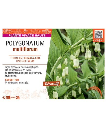 POLYGONATUM MULTIFLORUM