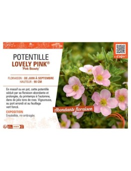 POTENTILLE LOVELY PINK® Pink Beauty
