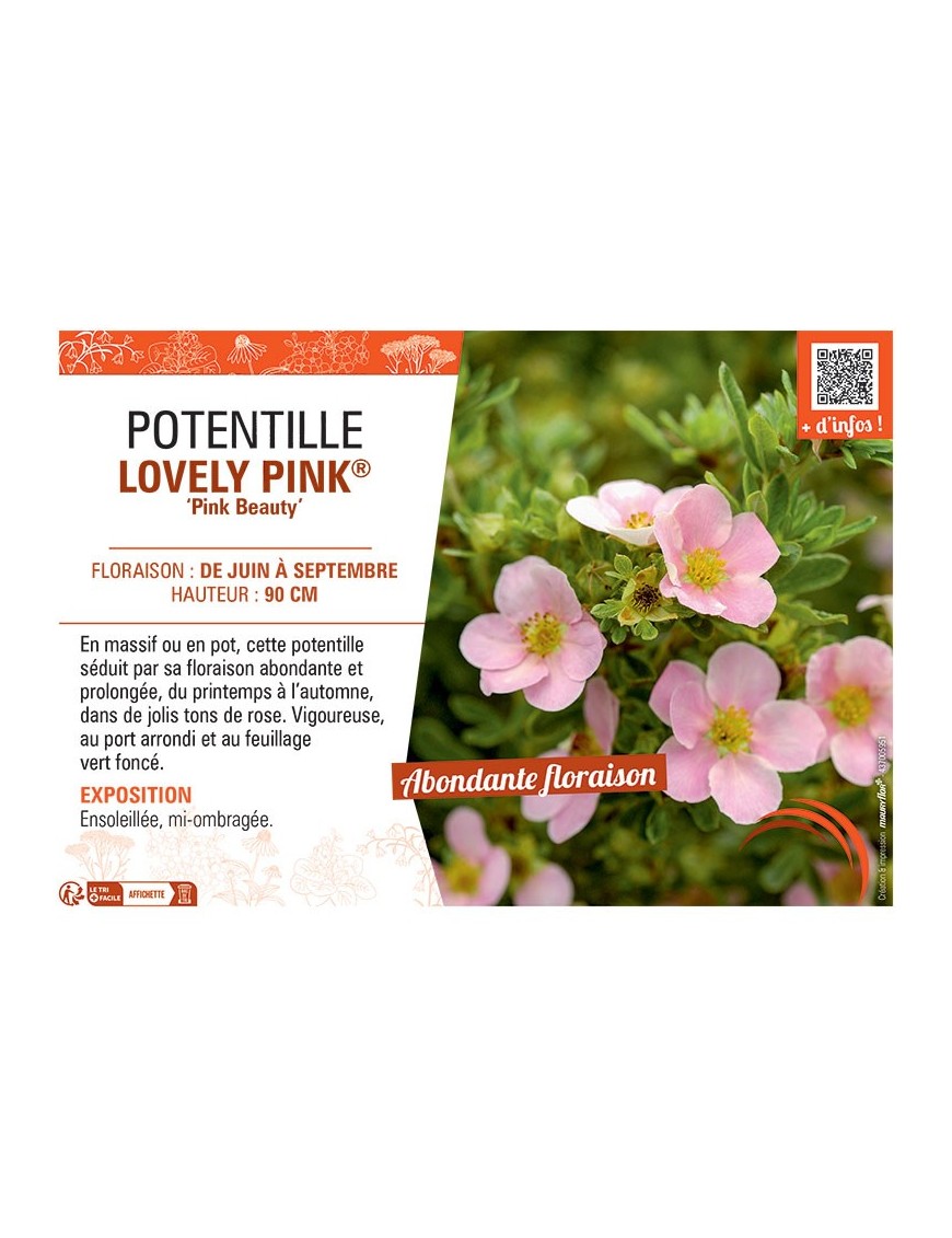 POTENTILLE LOVELY PINK® Pink Beauty