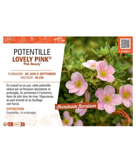 POTENTILLE LOVELY PINK® Pink Beauty