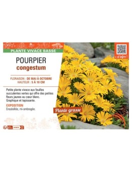 POURPIER CONGESTUM