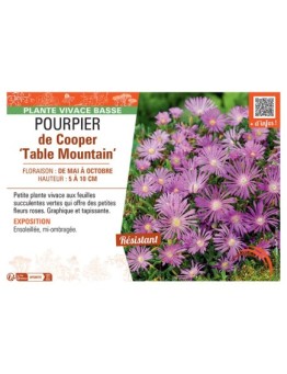POURPIER DE COOPER TABLE MOUNTAIN